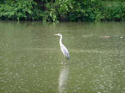 Héron cendré (Ardea cinerea)
