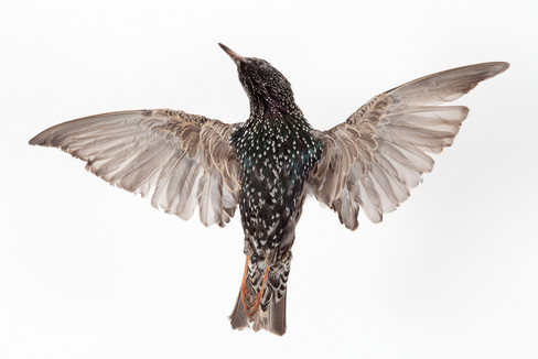 Oiseau, 2014 Etourneau naturalisé