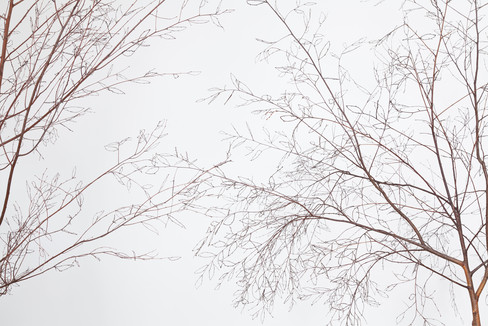 Conférence des oiseaux, 2015 Brindilles