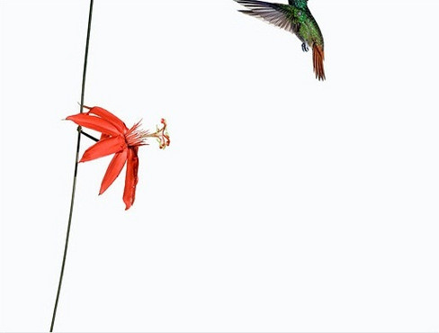 Sanna Kannisto, Série Act of flying, 2006