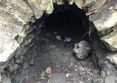 Entrée du crapauduc depuis le Parc de Rentilly emprunté par une femelle et 2 mâles crapaud commun.
